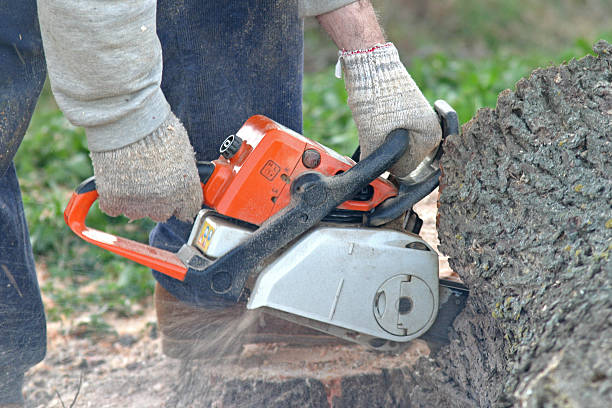 How Our Tree Care Process Works  in  Tiltonsville, OH