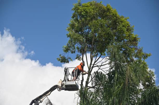 Tiltonsville, OH Tree Services Company