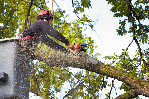 Best Palm Tree Trimming  in Tiltonsville, OH